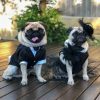 DoggyTopia