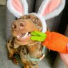 Loofah Carrot Dog ToyDoggyTopia