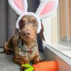 DoggyTopia