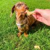 DoggyTopia