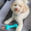 DoggyTopia