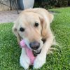 DoggyTopia