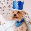 Dog Birthday Crown & Bow Tie CollarDoggyTopia