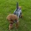 DoggyTopia