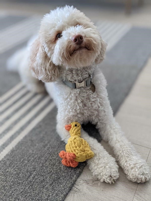 Rope Duck Dog Toy | DoggyTopiaDoggyTopia