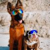 DoggyTopia