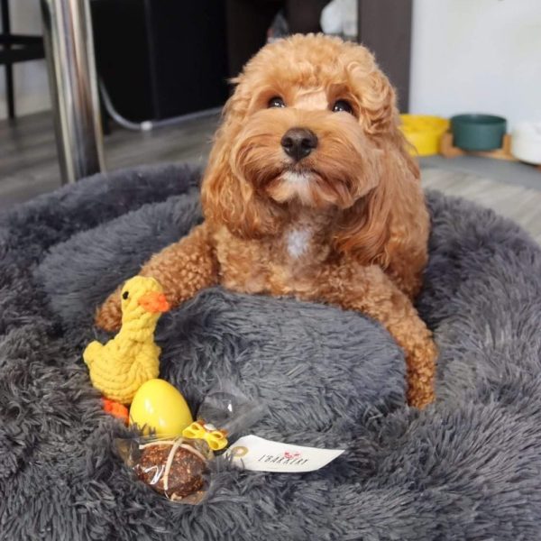 Rope Duck Dog Toy | DoggyTopiaDoggyTopia