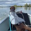 DoggyTopia