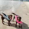 DoggyTopia