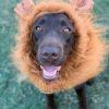 DoggyTopia