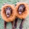 DoggyTopia