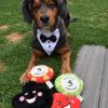 DoggyTopia