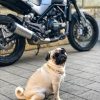 DoggyTopia