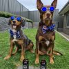 DoggyTopia
