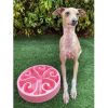 Slow Feeding Dog Bowl | DoggyTopiaDoggyTopia
