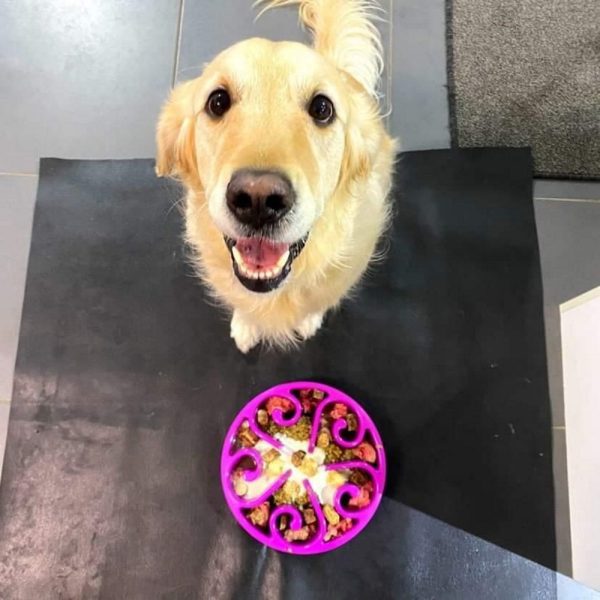 Slow Feeding Dog Bowl | DoggyTopiaDoggyTopia
