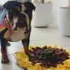 Sunflower Snuffle Mat for dogs Australia | DoggyTopiaDoggyTopia