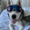 DoggyTopia