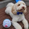 Dog Birthday Crown & Bow Tie CollarDoggyTopia