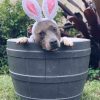 DoggyTopia