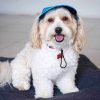 Dog HatDoggyTopia