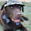 Dog Hat CamouflageDoggyTopia