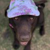 Dog Hat FloralDoggyTopia