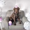 Dog Party Hat & Bow Tie | DoggyTopiaDoggyTopia