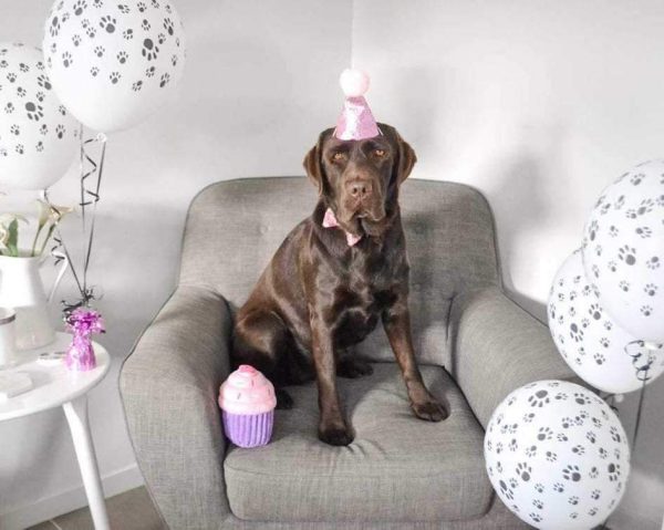 Dog Party Hat & Bow Tie | DoggyTopiaDoggyTopia