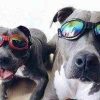 DoggyTopia