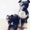 DoggyTopia