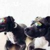 DoggyTopia