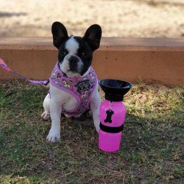 DoggyTopia