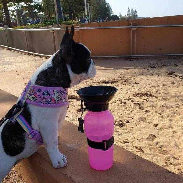 DoggyTopia