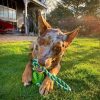 DoggyTopia