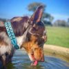 DoggyTopia