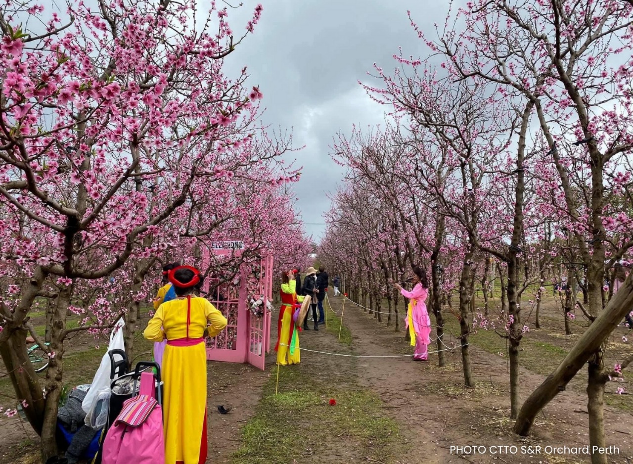dog friendly Blossom Festival tour